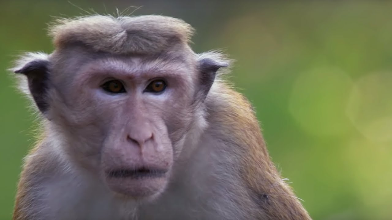 Macaque Monkeys at War | BBC Earth