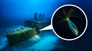 Вот что живет там, куда никогда не попадает солнце | Морские существа