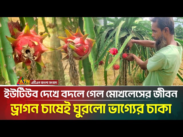 ড্রাগন চাষ করে বছরে ৮ লাখ টাকা আয় করেন নরসিংদীর মোখলেস | ATN Bangla News