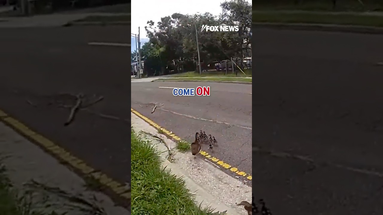 QUACK AND ORDER: Officer helps escort a family of ducks #shorts #animals #duck #florida #usa