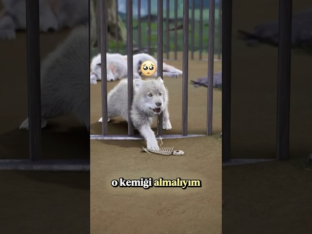 ANNE KURT Çok Aç! Ona Yardım Etmeliyiz! 😭😱