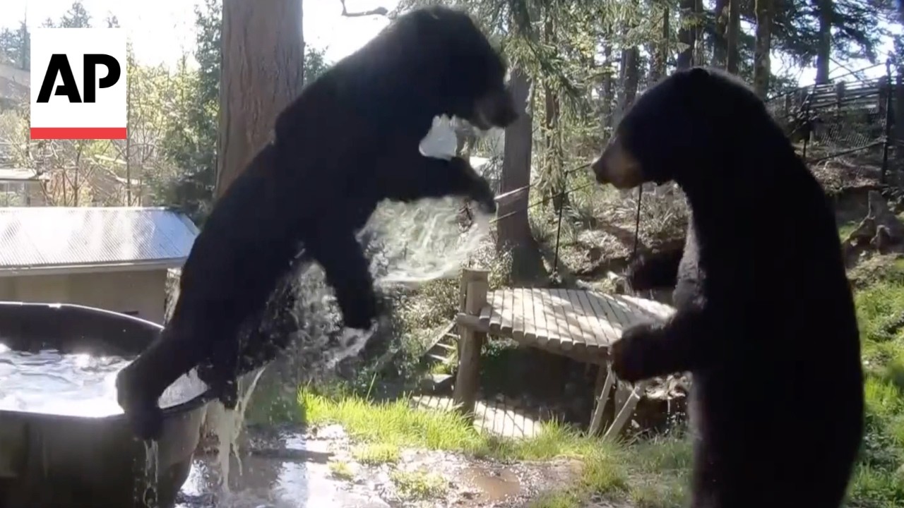 WATCH: Young black bears play in water at the Oregon Zoo