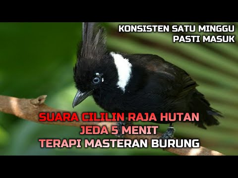 MASTERAN MURAI BATU, SUARA CILILIN JEDA 5 MENIT JERNIH