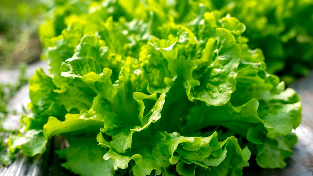 Santé : Faut-il manger de la salade à chaque repas ?