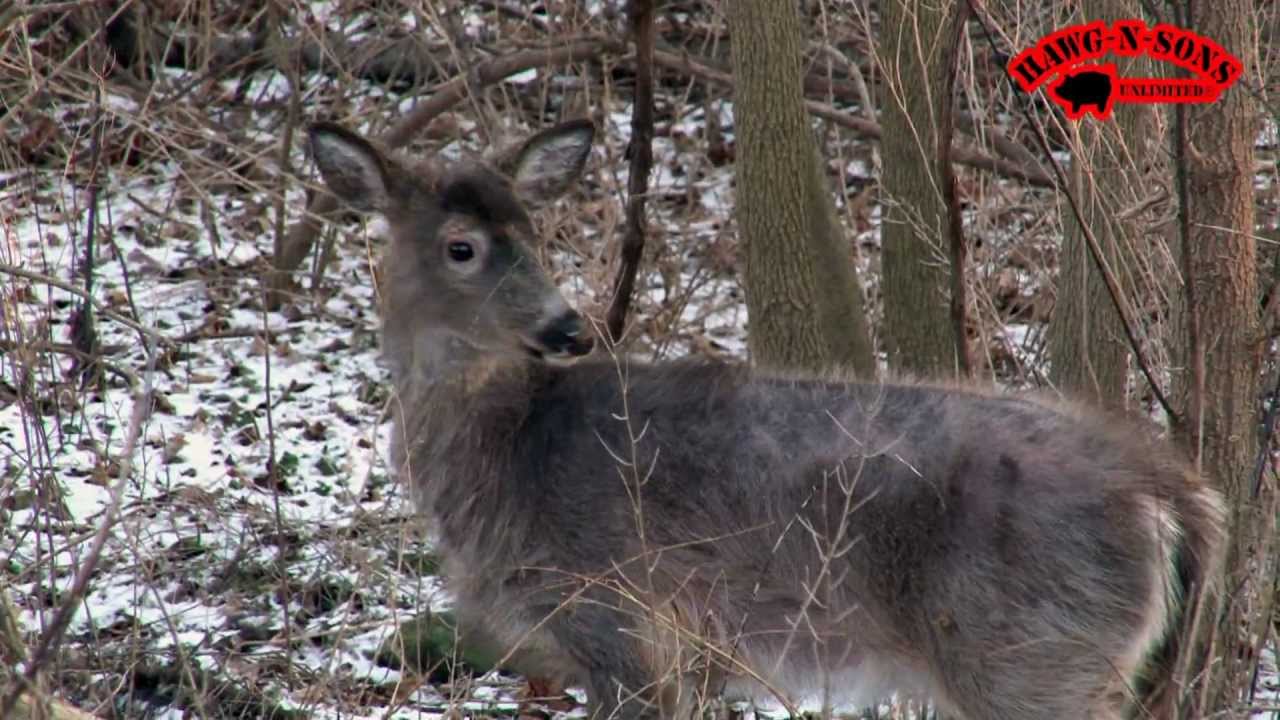 Mange Whitetail Deer with Mange - Rare Skin Condition - YouTube