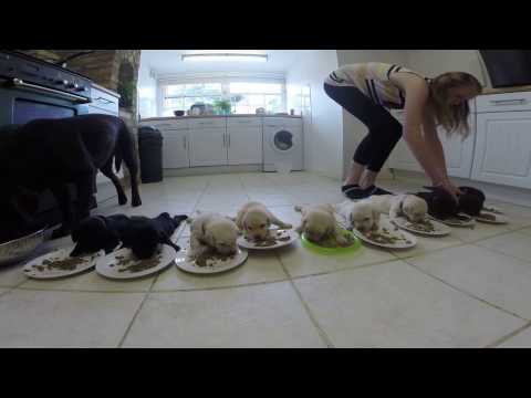 Labrador Puppies weaning for the first time