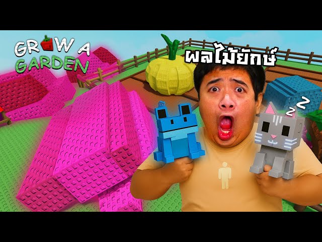 ทำผลไม้ยักษ์ด้วยแมว + กบสีฟ้า !! | Grow a Garden Roblox