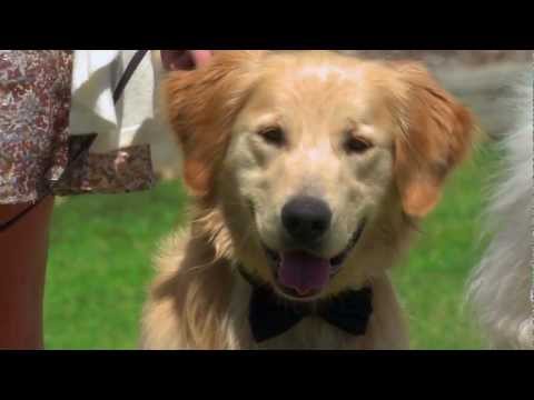 A Christmas Wedding Tail'