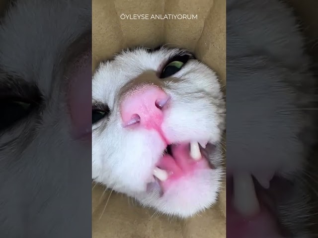 Bir KAMERA Ve Biraz YAŞ MAMA! 😽🐈