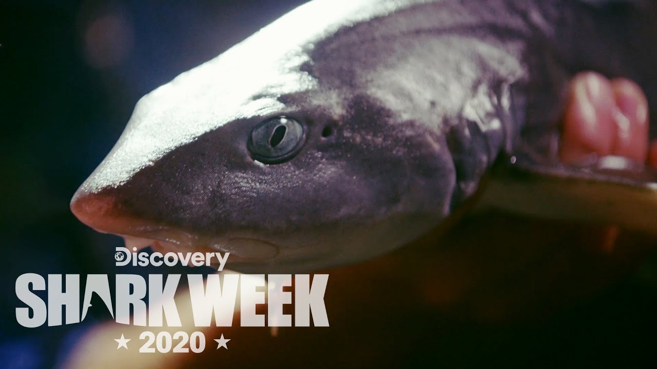 A Rare Flapnose Hound Shark! | Shark Week