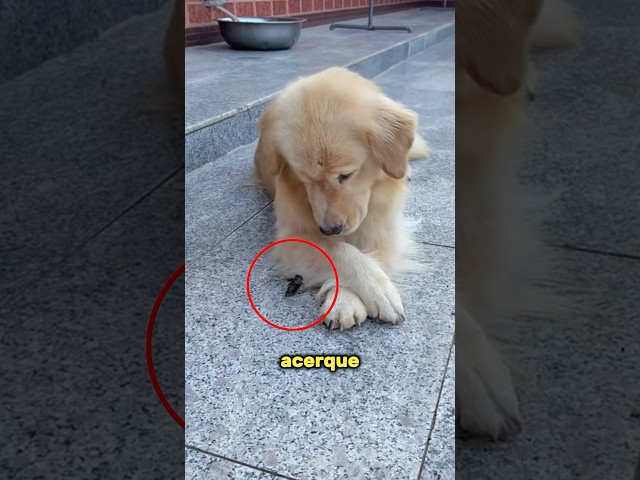 No dejes que este insecto se acerque a tu perro
