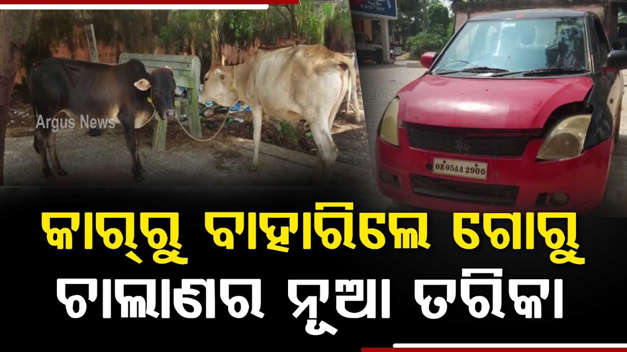 Cattle Smuggling In Luxury Car Busted Near Dhamnagar In Bhadrak | Argus News