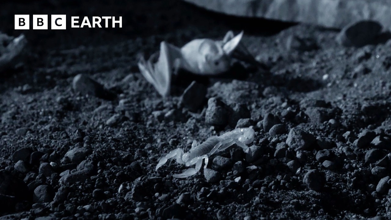 These Bats are Scorpion-Hunting Specialists | Wild Mexico | BBC Earth