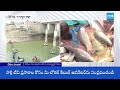 ఒక్కో చేప 20 కేజీల పైనే | Fishing in Nandyal District | Each Fish over 20kgs | @SakshiTV  - 01:13 min - News - Video