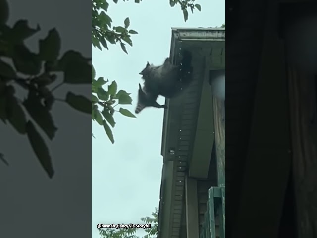 'Mama' raccoon saves baby from falling off roof