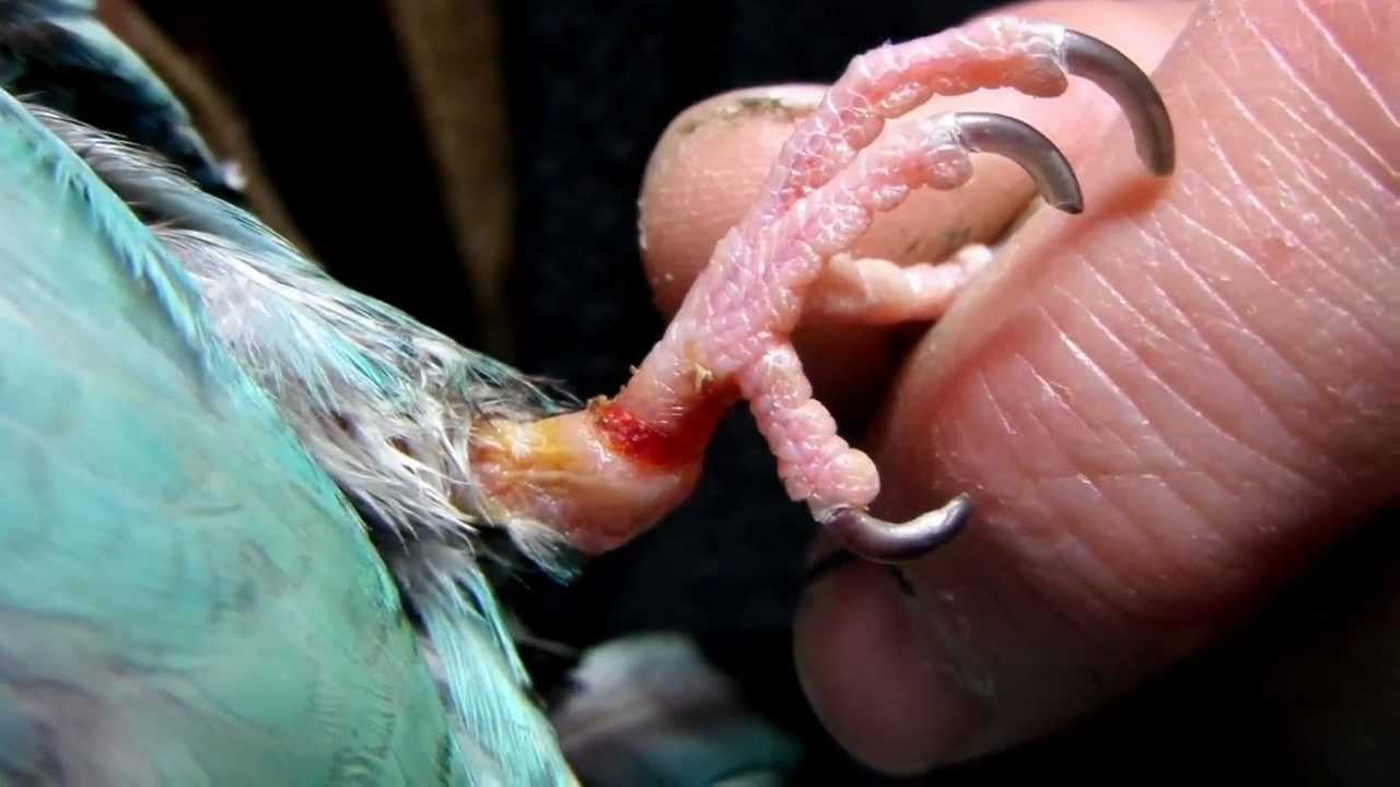Removal Of A Bird'S Leg Band At Home 19