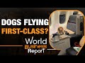 Fly First-Class with Fido! This Airline’s New Pet-Friendly Policy