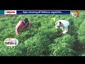 Green Chilli Cultivation | పచ్చిమిర్చి సాగుకు అనువైన రకాల సాగు మెళకువలు | Matti Manishi | 10TV  - 09:52 min - News - Video