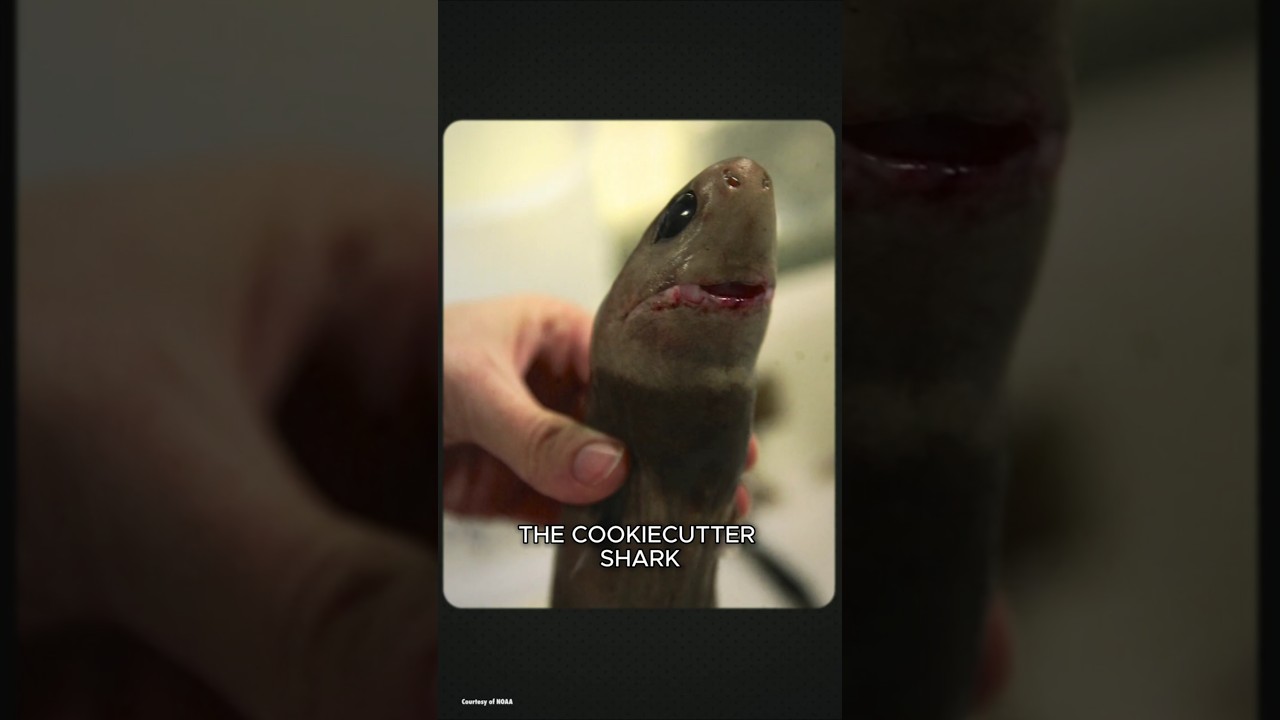 This Cookie Cutter Shark Eats Everything Alive #Sharks #Shorts