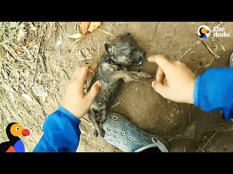 Man Gives Drowning Puppy CPR | The Dodo