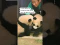 Baby panda twins make their debut at South Korean zoo  - 00:24 min - News - Video