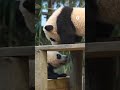 Baby panda twins make their debut at South Korean zoo