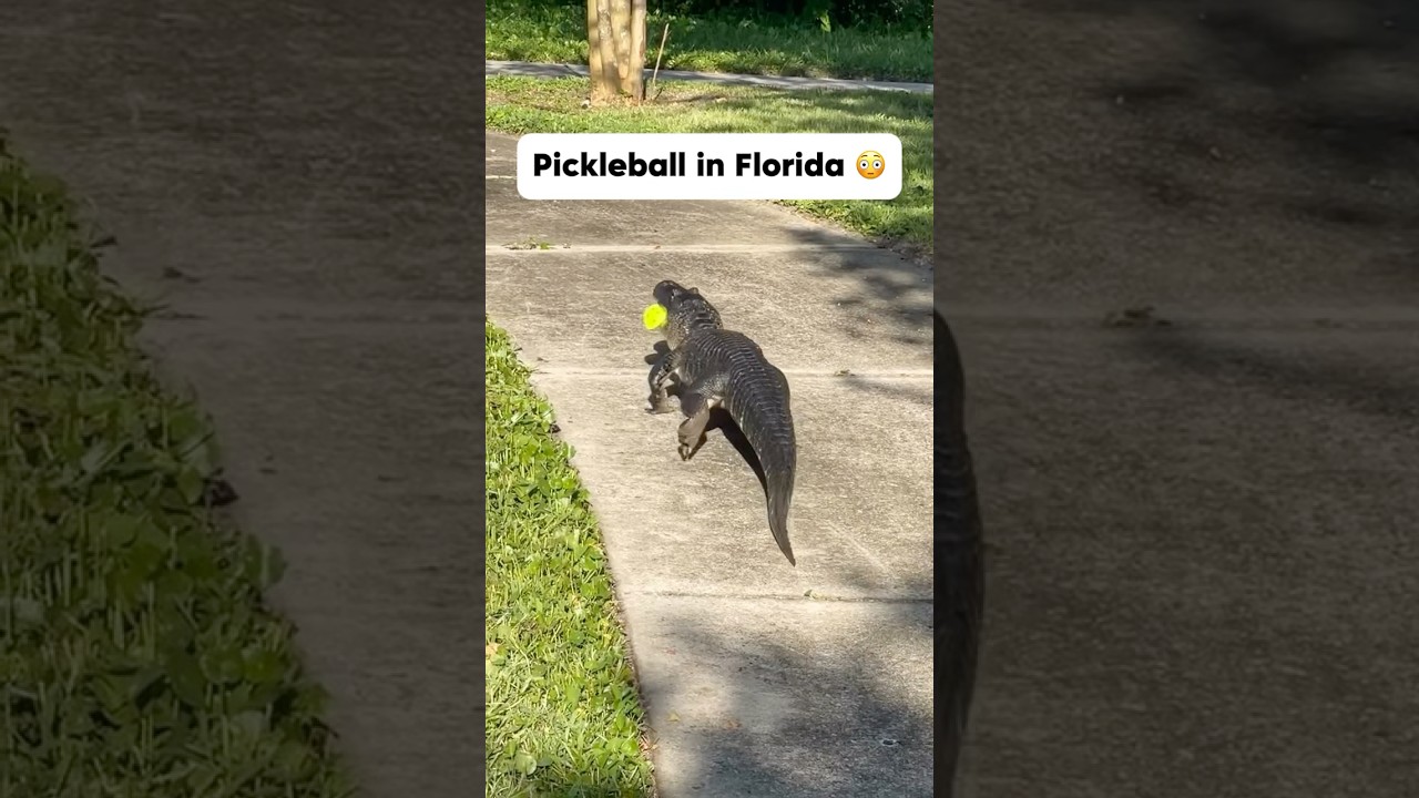 If that is your last ball, what do you do? #shorts #pickleball #florida