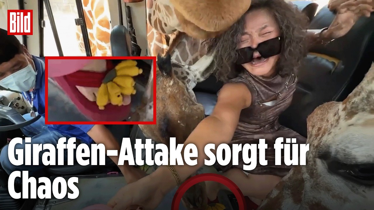 BANANEN-SCHUHE locken Giraffen: Kurioser Vorfall im Safari-Bus