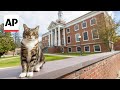 Max the cat is now a ‘doctor of litter-ature’ from Vermont State University