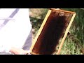 Bees, once buzzing in honey-producing Basra, hit by Iraqs water crisis | REUTERS  - 02:32 min - News - Video