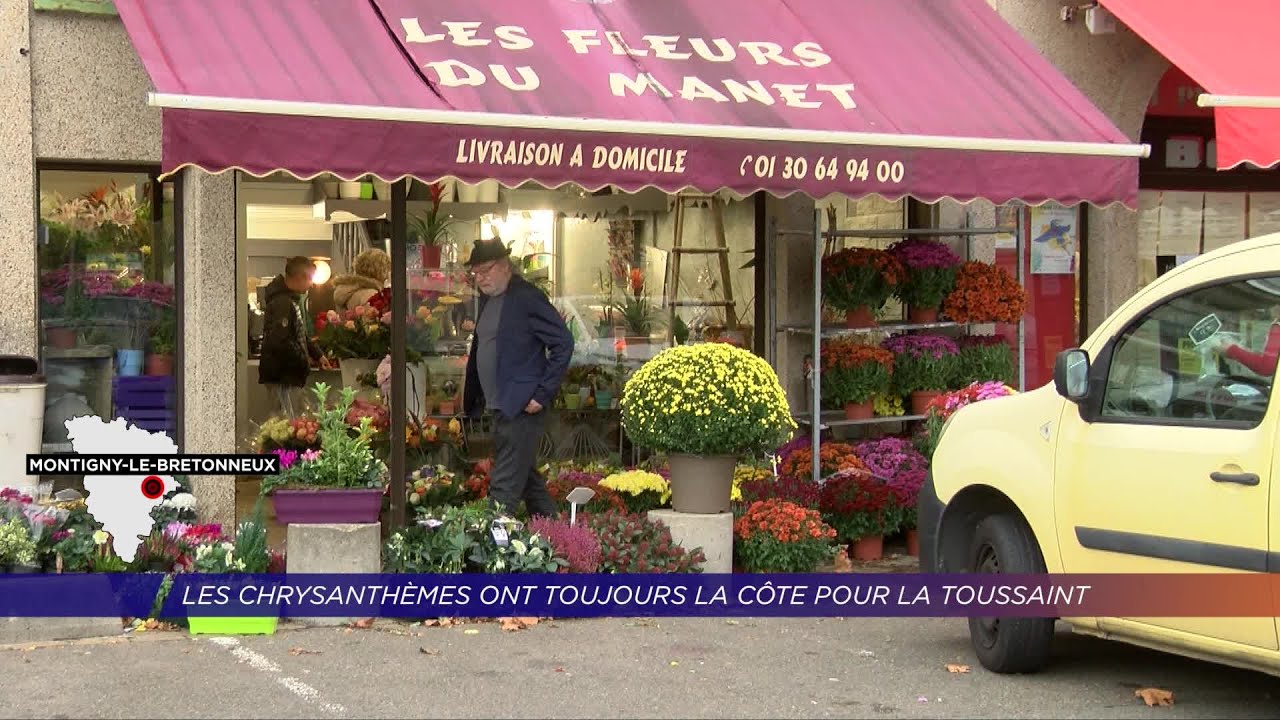 Yvelines | Les chrysanthèmes ont toujours la côte pour la Toussaint