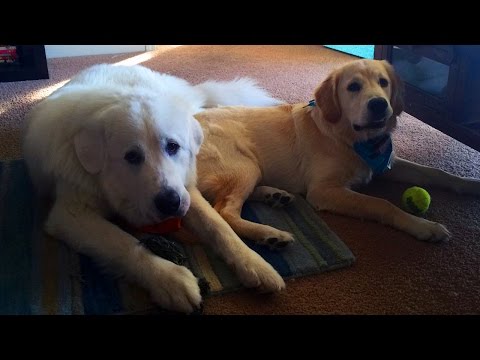 Super Cooper Sunday #18 - Coop has a BIG New Friend!