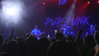 Pup Punk is COMING to Boston