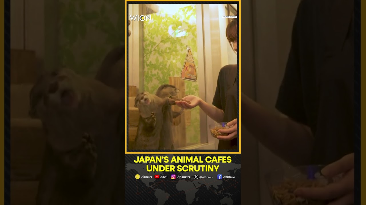 Japan’s Popular Animal Cafes Face Growing Animal Welfare Scrutiny | WION Shorts