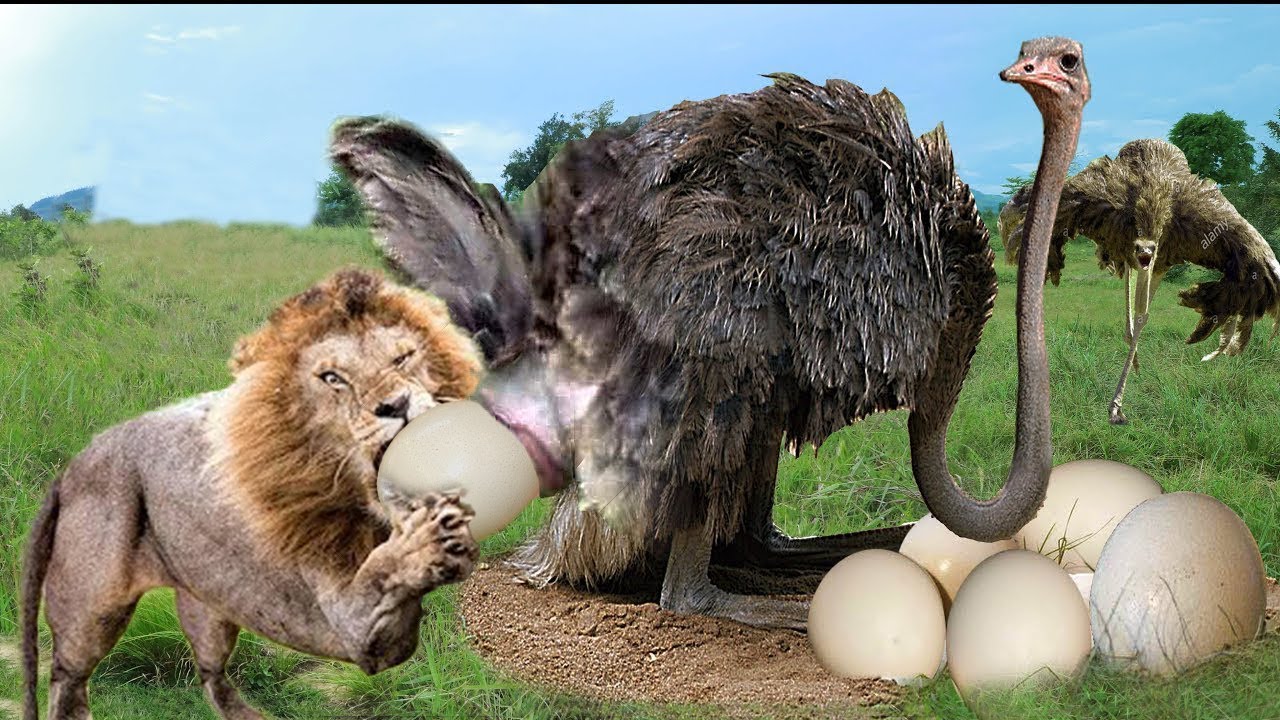 Lion Vs Ostrich Fight To Death | Mother Ostrich Fail To Protect Her Eggs From Lions Hunting