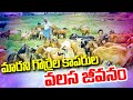మారని గొర్రెల కాపరుల వలస జీవనం | The migratory life of shepherds | 99TV