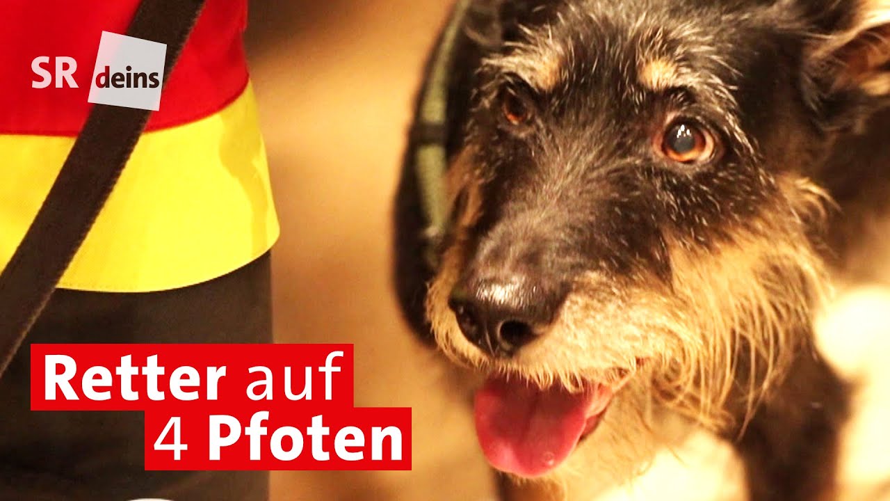 Mantrailing-Wie Rettungshunde des Arbeiter-Samariter-Bundes vermisste Senioren im Saarland aufspüren