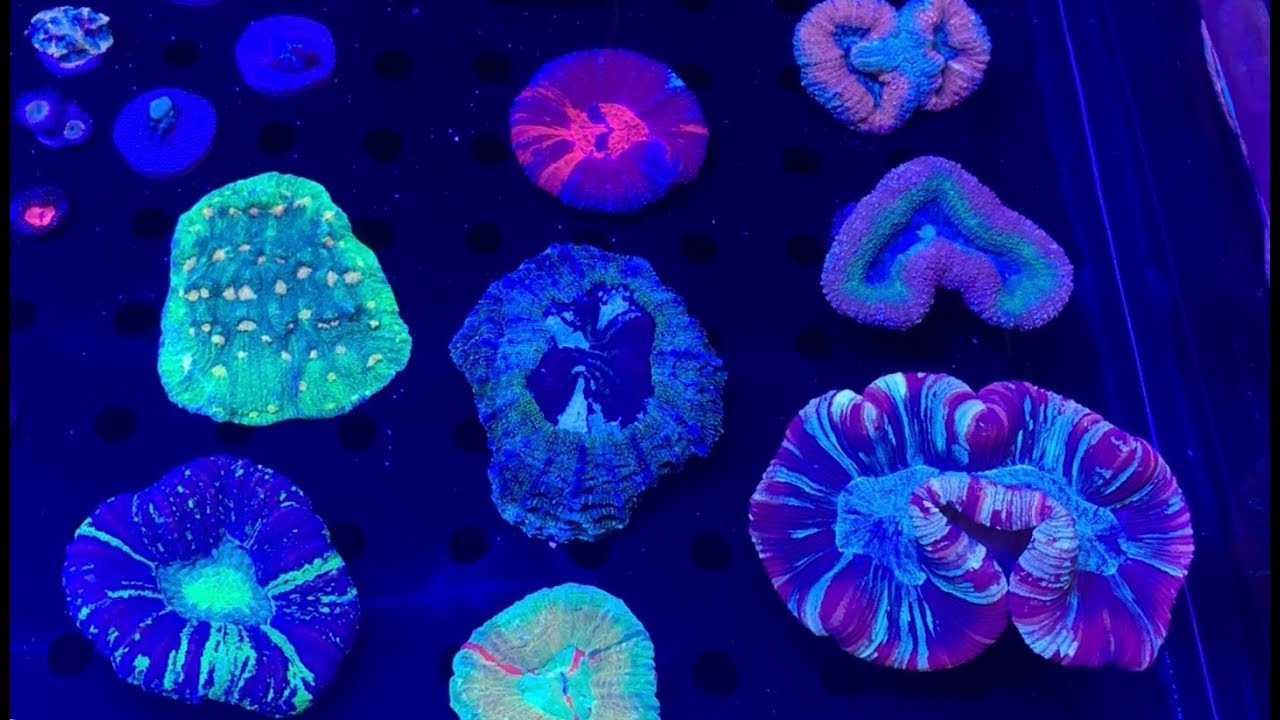 ReefApalooza RAP NY 2019 coral closeups fish trade-show swap part 2