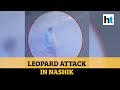 Leopard attacks two people in Nashik’s, bone-chilling video