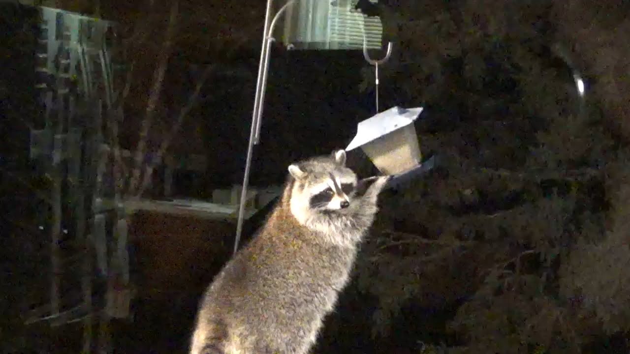 Raccoon Diner Tuesday 14 Oct 25