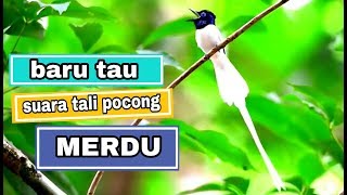 9000+ Gambar Burung Tali Pocong Paling Baru 9000+ Gambar Burung Tali Pocong Paling Baru
