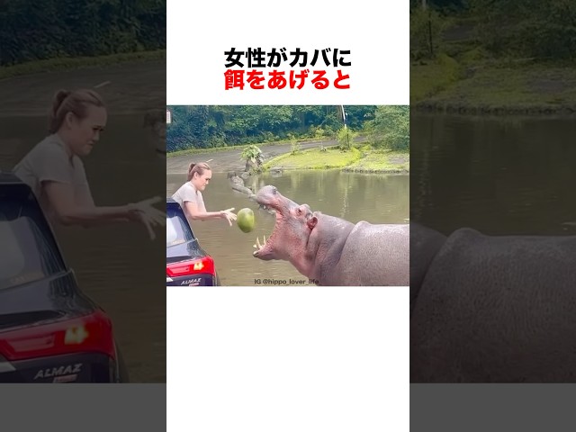 カバに餌やりをすると...