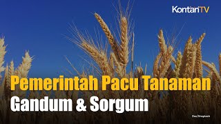 Pemerintah Uji Coba Tanam Gandum dan Sorgum di Lahan 5.000 Hektar
