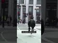 Military horses seen running through central London(CNN) - 00:31 min - News - Video