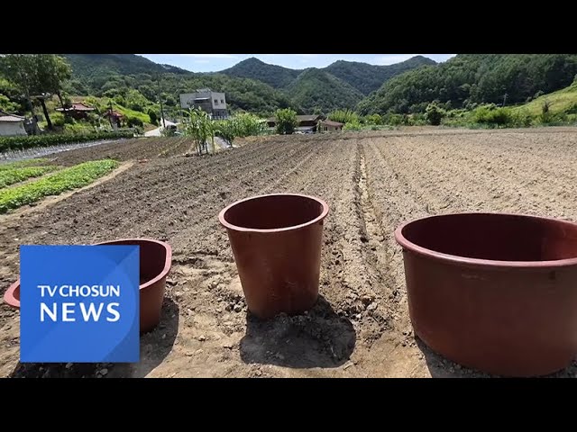 마른 장마에 농심 타들어간다 [아침에 한 장] [뉴스퍼레이드]