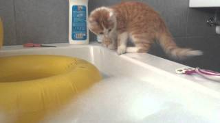 好奇害死貓，小貓差點因好奇而溺斃於浴缸