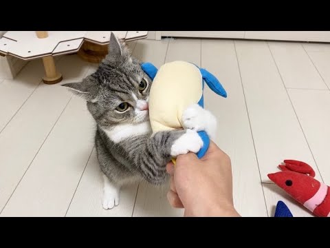 大好きなぬいぐるみに抱きついて返してくれない猫がこちらw まとめちゅーぶ