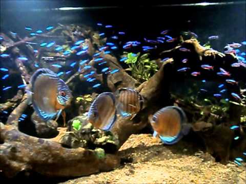 Josh S Discus Fish Tank Blue Aquarium 11 13 14 Videomoviles Wild Discus 20ene2017