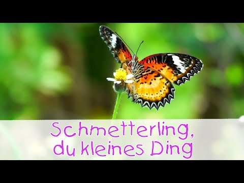 Schmetterling, du kleines Ding - Tierlieder für Kinder II Kinderlieder