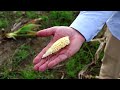 Leafhopper bug plagues Argentinas corn fields | REUTERS  - 02:12 min - News - Video